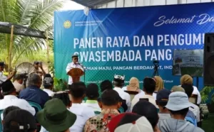 Banyuwangi Catat Surplus Produksi Beras dan Jagung Tahun 2025