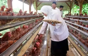 Strategi Desa Alasbuluh Banyuwangi Bangun Peternakan Ayam Petelur Demi Ketahanan Pangan Desa Berkelanjutan