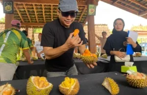 Diserbu Ribuan Pengunjung! Durian Fest Banyuwangi 2026 Jadi Ajang Adu Kualitas Durian Terbaik Nusantara