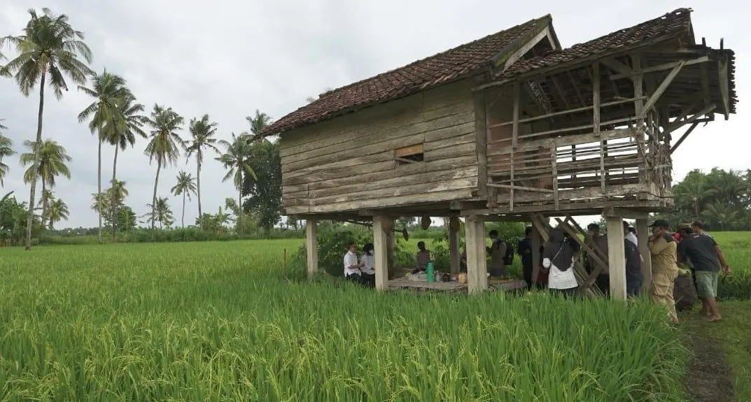 Produksi Beras Banyuwangi Januari Hingga Juni 2026 Surplus 174 Ribu Ton