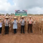 Kapolda Jatim dan Bupati Ipuk Kembali Panen Raya Jagung di Banyuwangi