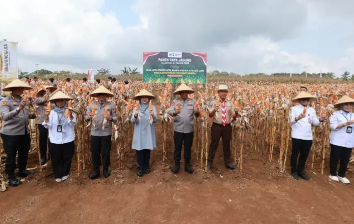 Kapolda Jatim dan Bupati Ipuk Kembali Panen Raya Jagung di Banyuwangi