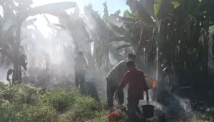 Kebakaran Lahan di Kedungringin Muncar Merambat ke Semak dan Tanaman Pisang, Warga Berjuang Padamkan Api