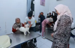 Sebanyak 249 Kucing Dan 16 Anjing Divaksin Rabies Gratis Di RSH Banyuwangi Untuk Menjaga Kesehatan Hewan Dan Cegah Rabies